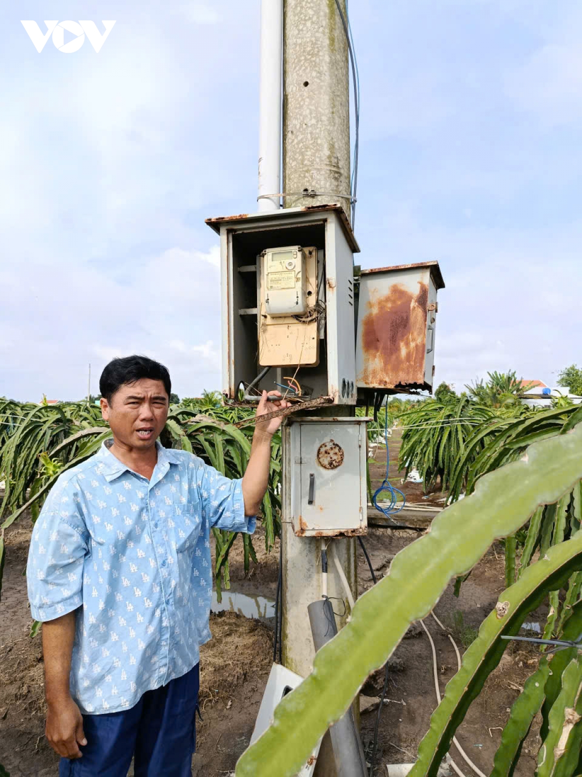 Nông dân trồng thanh long ở tỉnh Đồng Tháp “kêu cứu” khi trộm lấy tài sản